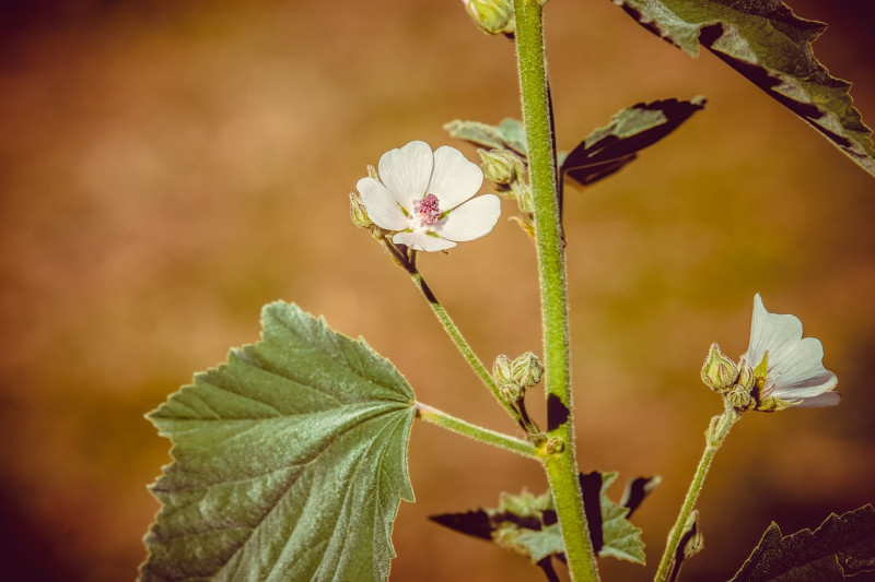 Heemst-Heemstplant-Malvabandspanner-Geneeskrachtige plant-Bijenplant-Natuurlijke marshmallow basis-Kaasjeskruidfamilie